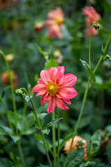 Dahlia flower in a  garden and nursery along the river in Boquete, a small mountain town in the Province of Chiriquí, Panama