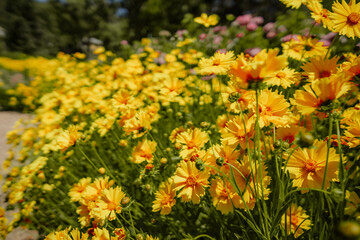 A field of yellow flowers with a few pink flowers in the background. The flowers are in full bloom and the colors are vibrant.