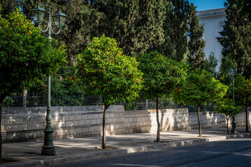 Bitter orange trees lining the street of downtown Athens, Greece