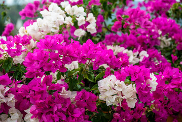 Bougainvillea flowers in  Colourful garden and nursery along the river in Boquete, a small mountain town in the Province of Chiriquí, Panama