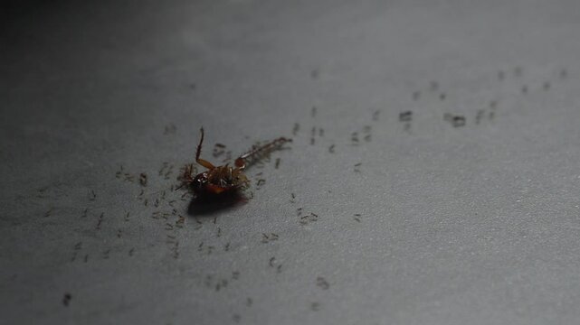 Close up view of cockroach carried by swarm of ants on stone floor.