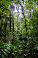 Rainforest, Mistico Hanging Bridge Park, Costa Rica, Central America