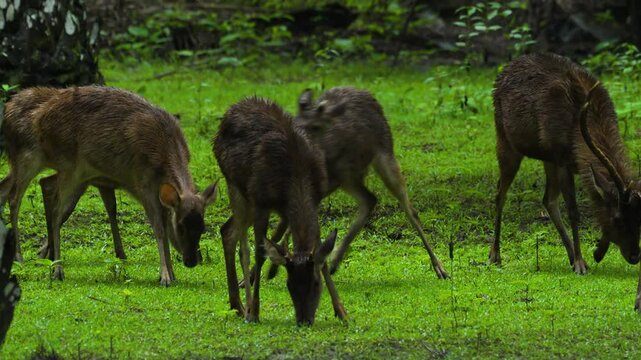 Group of sambar deers walking and feeding on the meadow in rainy weather.