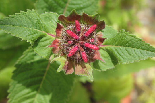 Bl&uuml;te der Indianernessel