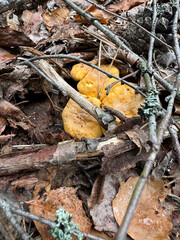 Chanterelles grow among fallen birch leaves and forest brushwood.