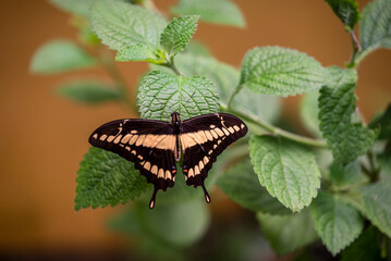 Giant swallowtail (Papilio cresphontes), Butterfly tropical garden in the National Museum of Costa, San Jose, Costa, Rica
