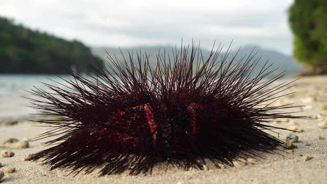 urchin on a rock