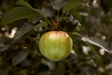 Green apple in a tree