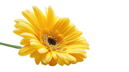 Yellow flower on a transparent background