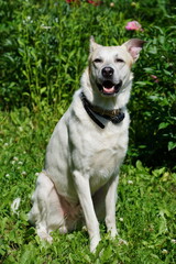A white dog with a black collar sits in a grassy garden on a sunny day, facing the camera with one ear perked up. The background is filled with green plants and blooming flowers.