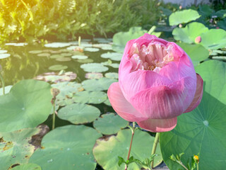 The pink lotus flower in the pond with yellow light background