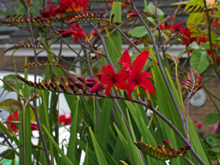 red and yellow flowers