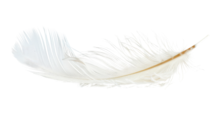 White feather on transparent background