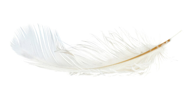 Fototapeta White feather on transparent background