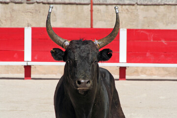 Face au taureau de course camarguaise