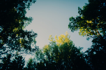 Against the backdrop of a clear blue sky, the lush green treetops in the forest are bathed in sunlight. It's summer.