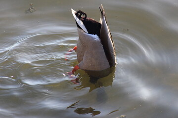 dipping duck