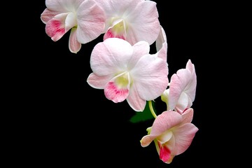 pink orchid flowers There is a gradient from white to light pink. And dark pink around the edge of the petals, the appearance of the flower is a group or bouquet. With many flowers in one 