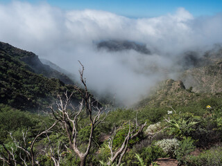 View from hiking trail through the lush green vegetation and hills around Cruz de Gala peak, Teno mountain range, Tenerife, Canary Islands, Spain, Europe.