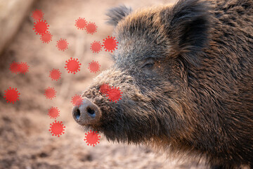 African swine fever, ASFV virus outbreak, infected wild boar, infectious disease spreading to...