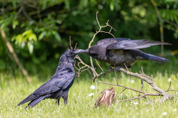 Kolkrabe füttert seinen Nachwuchs