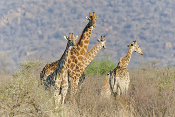 Giraffes in Pilanesberg National Park in South Africa.