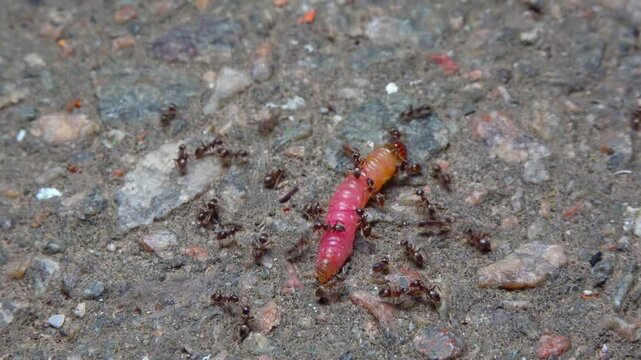 Small aggressive ants attack a butterfly caterpillar and bite it
