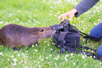 Curious nutria river rat getting close to the photographer and camera equipment, interaction...