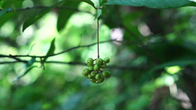 Psychotria viridis fruit in the forest