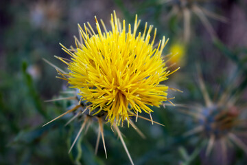 CENTAUREA SOLSTITIALIS