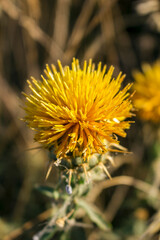 CENTAUREA SOLSTITIALIS