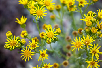 CENTAUREA SOLSTITIALIS