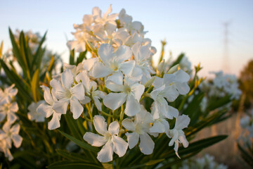 NERIUM OLEANDER