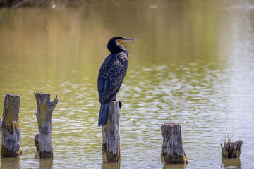 Kormoran sitzt auf Holzpflock