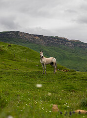 Fototapeta premium In Azerbaijan, in the magnificent Caucasian mountains
