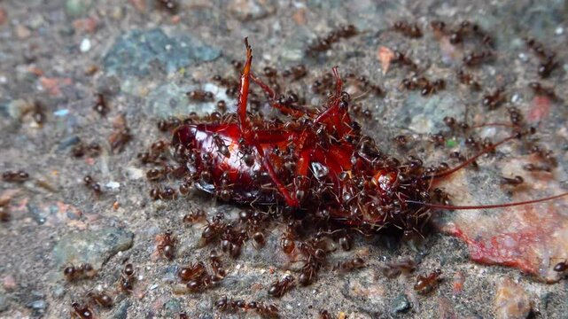 Small aggressive ants attack a large black live cockroach at night and bite it