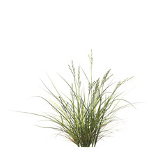 Rytidosperma caespitosum, common wallaby-grass, ringed wallaby-grass, white-top, semak, rumput, bushes, shrubs, evergreen, small tree, bush, light for daylight, easy to use, 3d render, isolated