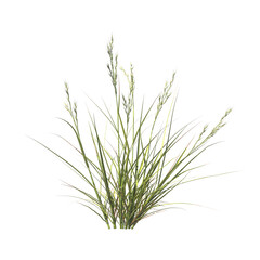 Rytidosperma caespitosum, common wallaby-grass, ringed wallaby-grass, white-top, semak, rumput, bushes, shrubs, evergreen, small tree, bush, light for daylight, easy to use, 3d render, isolated