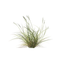 Rytidosperma caespitosum, common wallaby-grass, ringed wallaby-grass, white-top, semak, rumput, bushes, shrubs, evergreen, small tree, bush, light for daylight, easy to use, 3d render, isolated