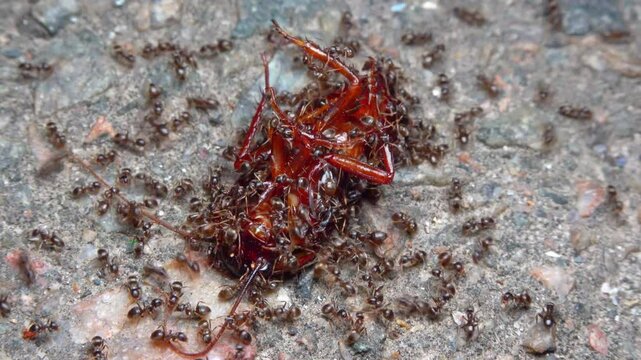 Small aggressive ants attack a large black live cockroach at night and bite it