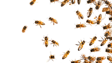Bees on a transparent background