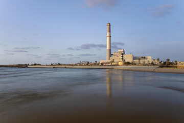 Fototapeta premium plant at sunset