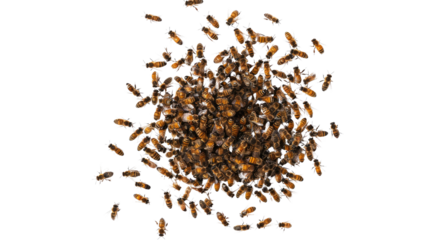 Bees on a transparent background