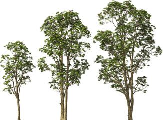 trees rhotodendron hq arch viz cut out plants