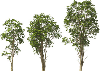 Fototapeta premium trees rhotodendron hq arch viz cut out plants