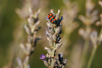 Campo de lavanda, Lavandula spica, bajo el sol con insecto trichodes alvearius, Onil, España