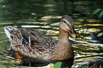 Mam&aacute; pato Anas platyrhynchos con bonitos colores del atardecer reflejados en el agua, Onil, Espa&ntilde;a