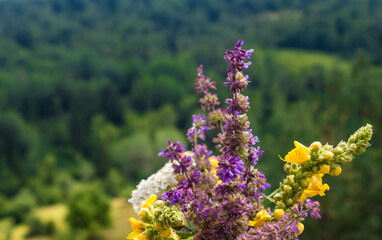 Obraz premium Close up of purple and yellow field flowers, Zlatar mountain in the background, Serbia