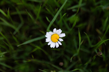 Flowers that grow in spring on the mountain
