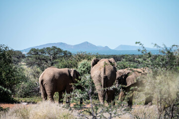 elephants in the savannah, namibia